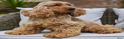 Cocker Spaniel dogs for sale: Gorgeous Show Cocker Spaniels  - Advert 5