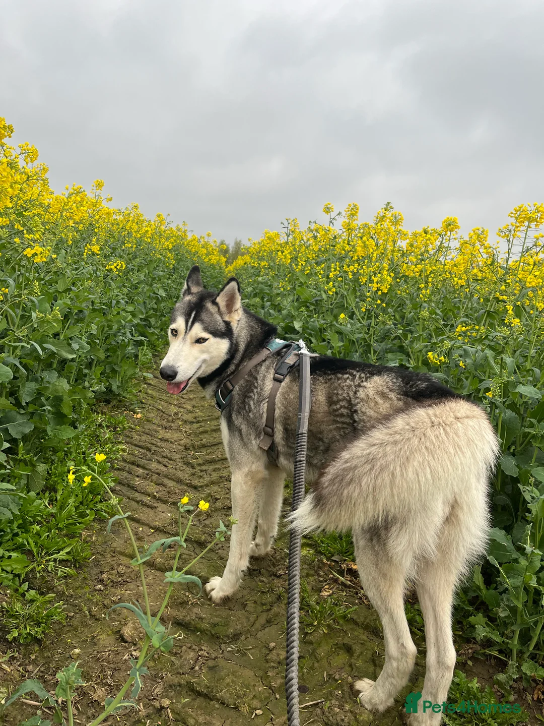Siberian Husky dogs for stud: For stud only (quality proven stud ) in Wakefield - Advert 14
