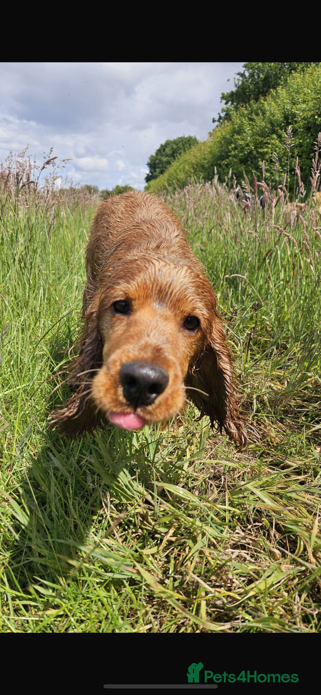 Cocker Spaniel dogs for sale: 1 year old male for sale - Advert 5