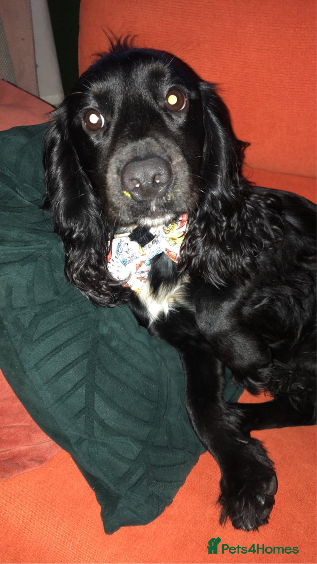 Cocker Spaniel dogs for stud: KC registered Cocker Spaniel Striker for stud - Image 23
