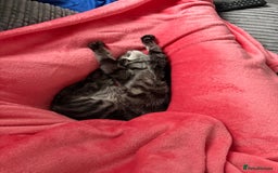 Bengal cats for sale: Bengal mixed kitten - Image 2