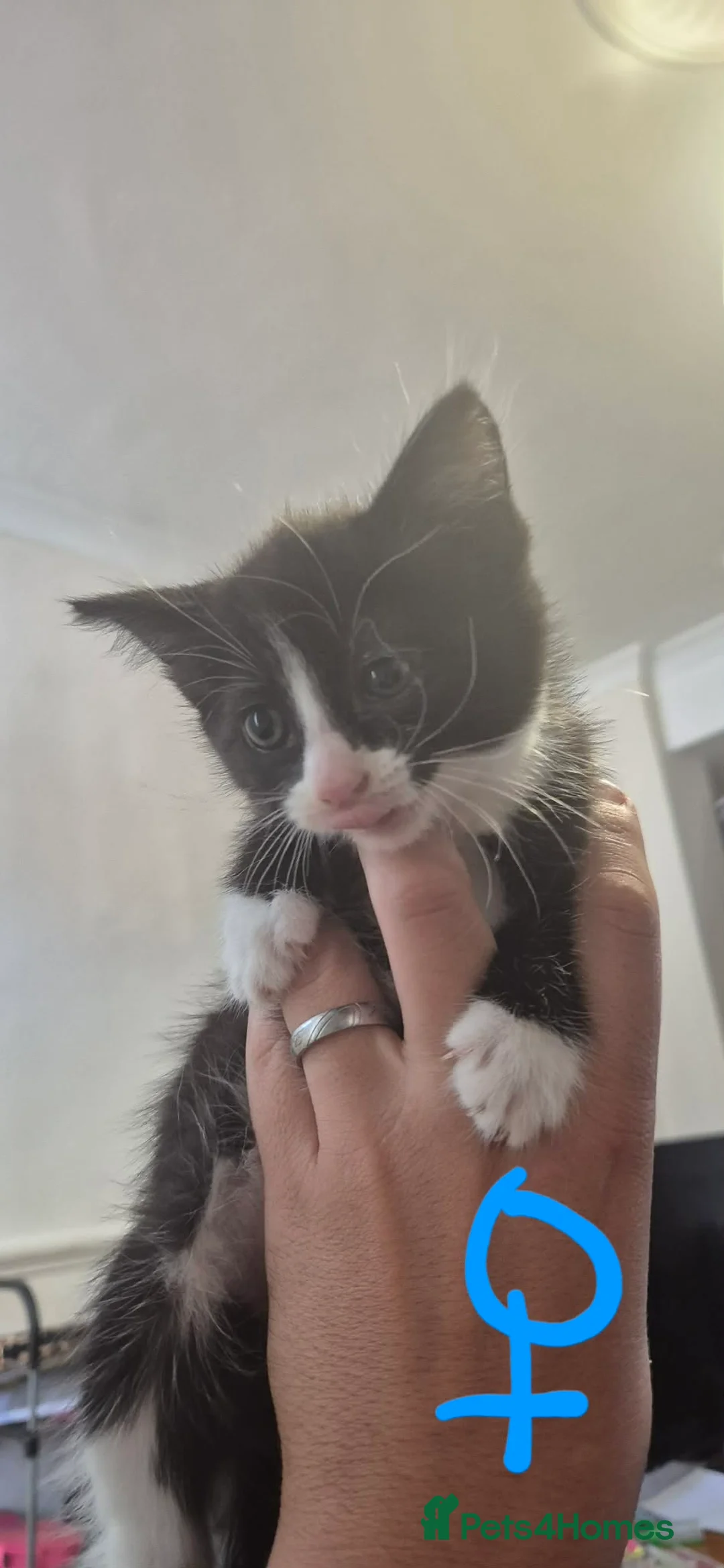 Mixed Breed cats for sale: Kittens for sale  in Gillingham - Advert 2