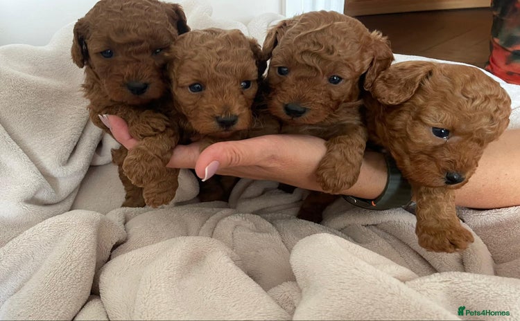 Cavapoo dogs - Advert 2
