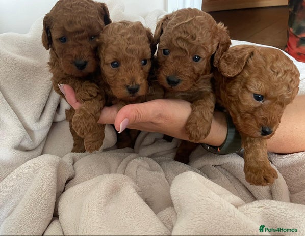 Cavapoo dogs - Advert 1