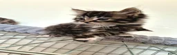 Mixed Breed cats for sale: Adorable Kittens for sale - Advert 6