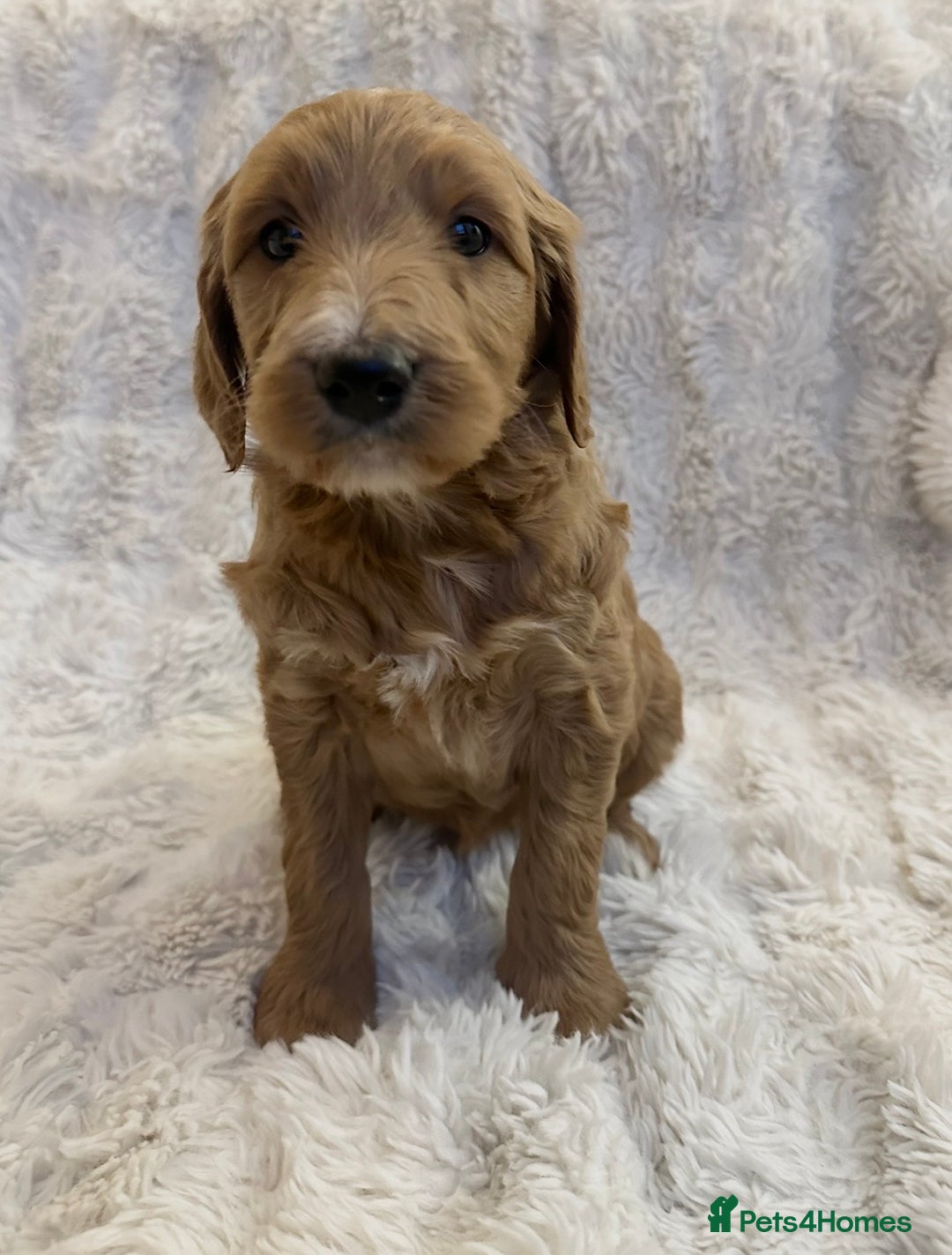 Goldendoodle dogs for sale: Beautiful golden doodles  - Advert 30
