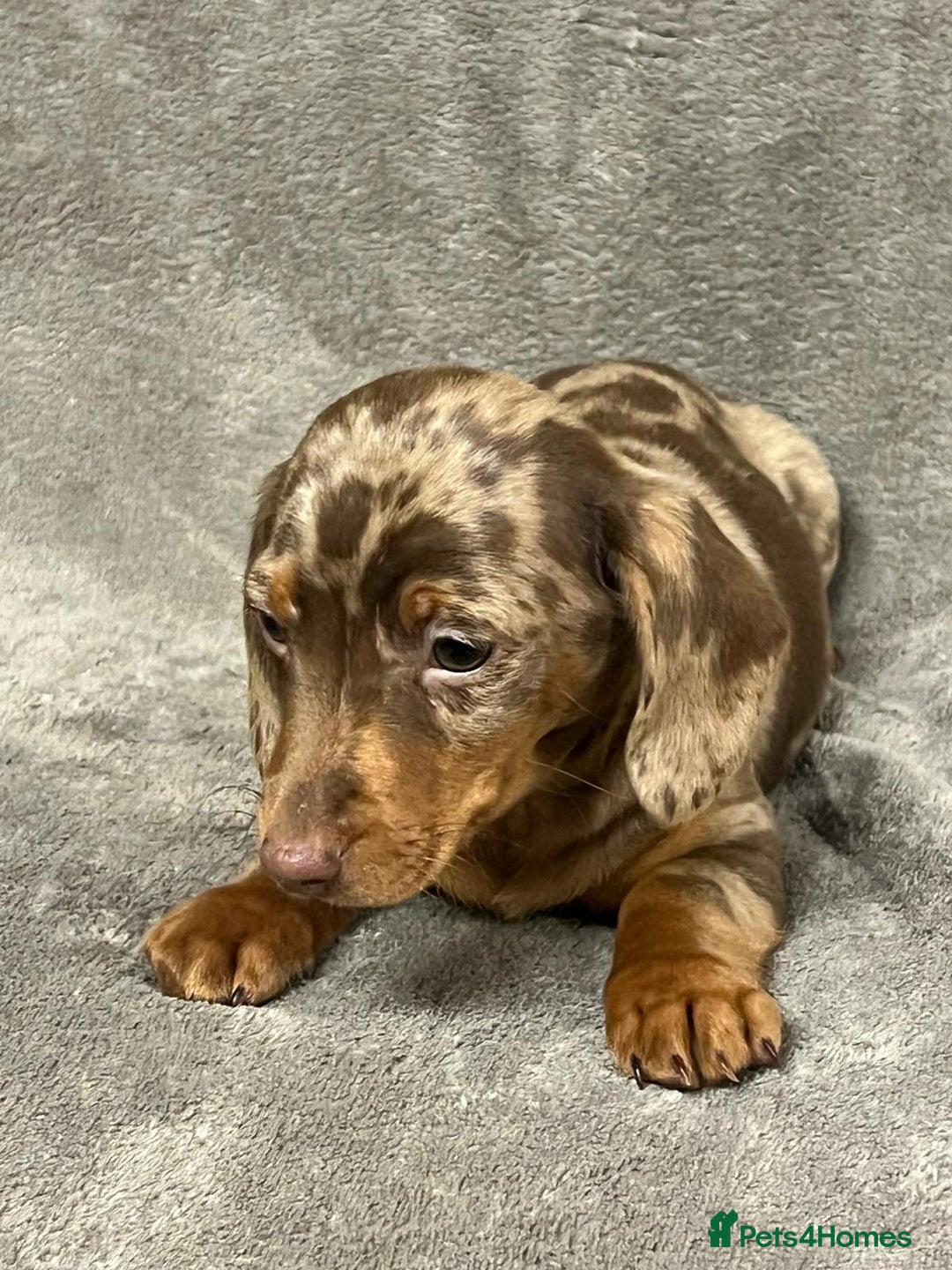 Miniature Dachshund dogs for sale: Miniature dachshund  - Advert 2