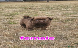 Mixed Breed dogs for sale: Chocolate frenchie X Chow carrying pink  - Image 7