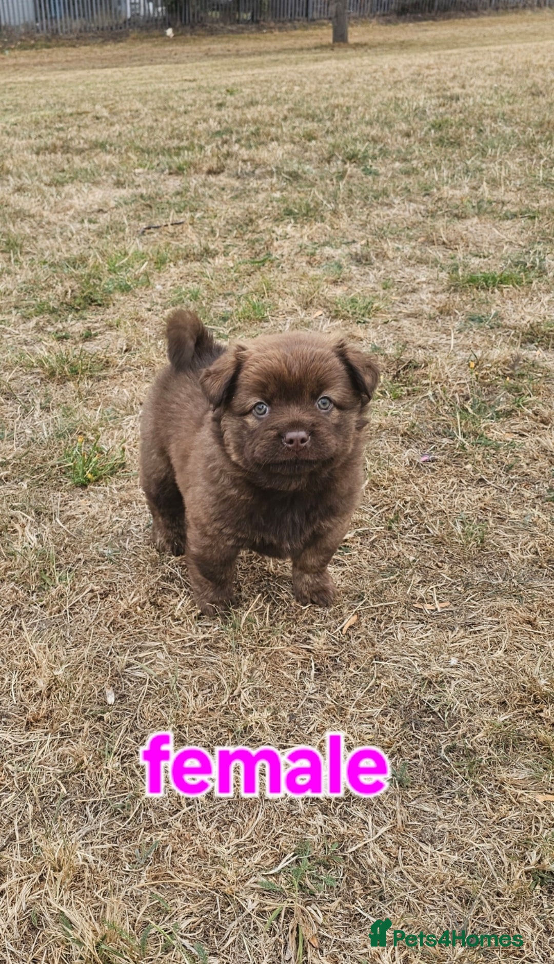 Mixed Breed dogs for sale: Chocolate frenchie X Chow carrying pink  - Image 7