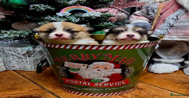 Welsh Corgi Pembroke dogs - Advert 7