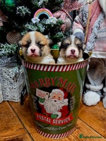 Welsh Corgi Pembroke dogs - Advert 2