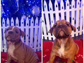 Olde English Bulldogge dogs LAST TWO MALES REDUCED!!!! - Advert 6