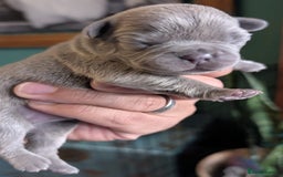 French Bulldog dogs for sale: Stunning French bulldog puppies 🐕 - Image 12