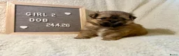 Mixed Breed dogs for sale: Stunning Shih Tzu/ Pomeranian puppies  in London - Advert 5