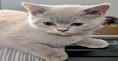 British Shorthair cats - Advert 8