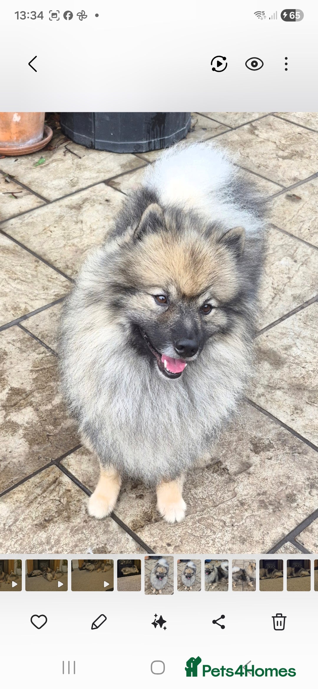 Keeshond dogs Keeshond male - Advert 1