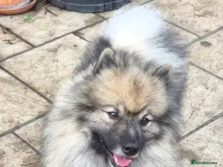 Keeshond dogs Keeshond male - Advert 2