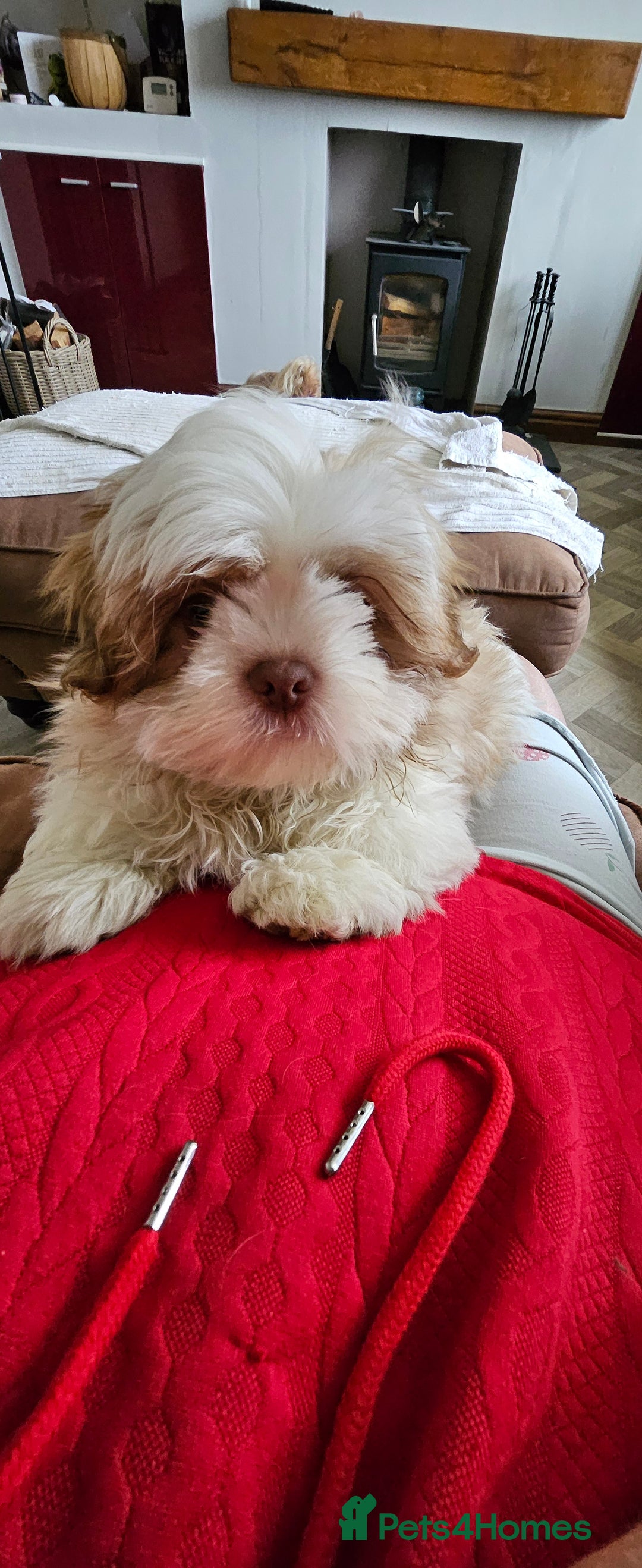 Mixed Breed dogs for sale: 4 beautiful little puppies chihuahua/shih tzu X - Advert 32