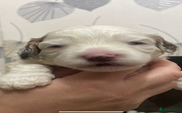 Cockapoo dogs for sale: F1b cockapoo puppies ready now - Advert 31