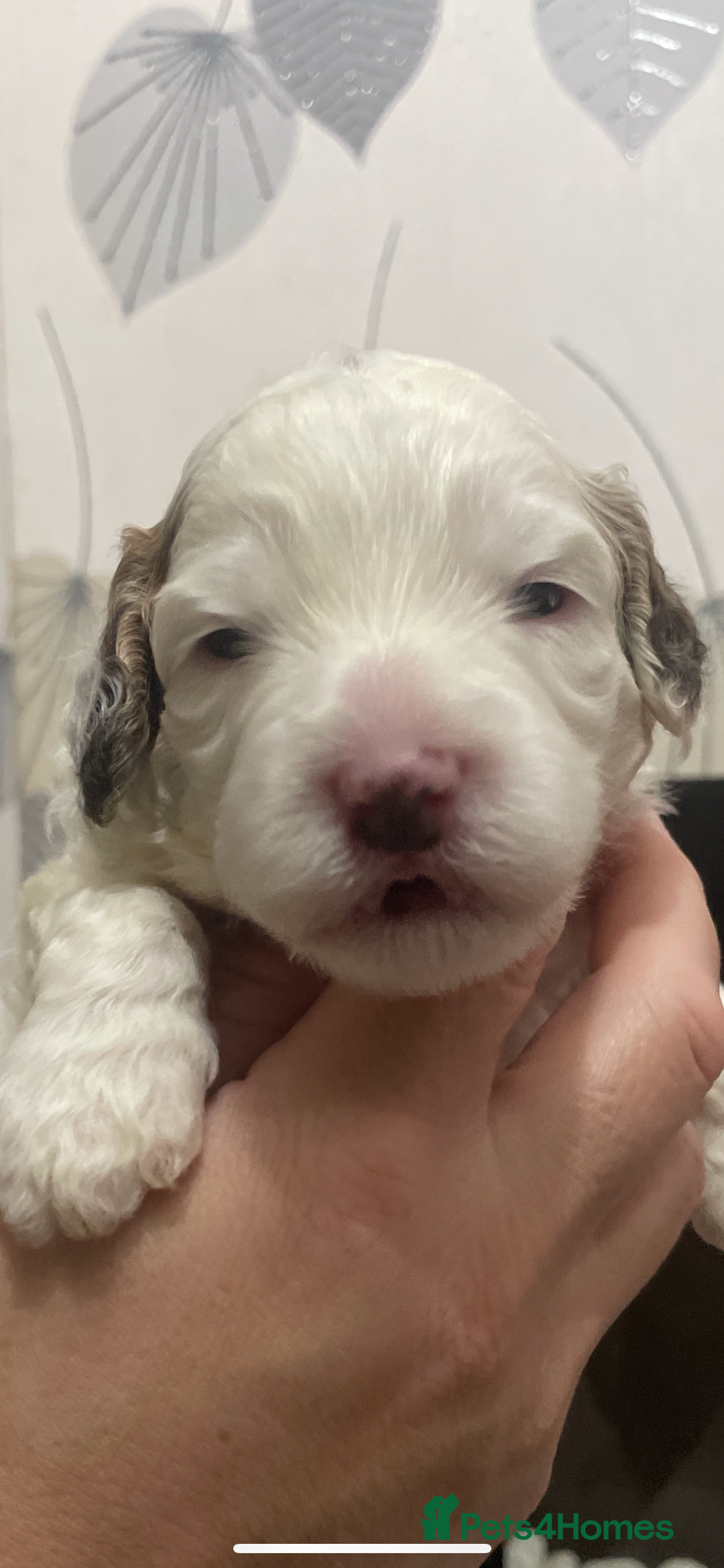 Cockapoo dogs for sale: F1b cockapoo puppies ready now - Advert 31