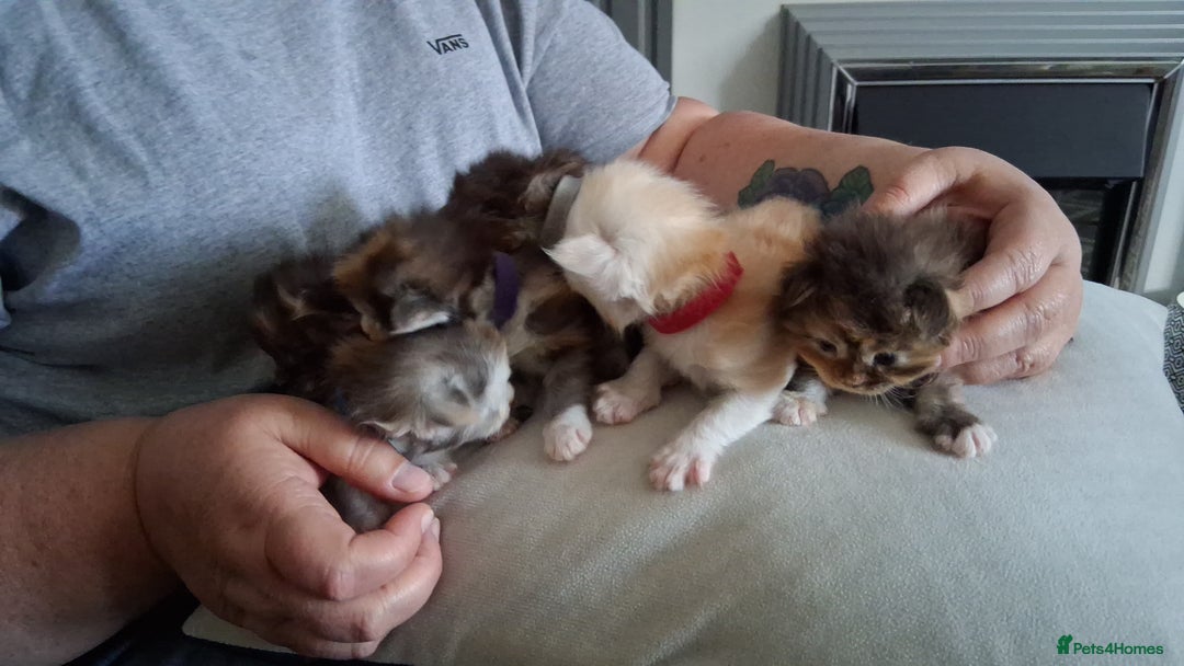 Maine Coon cats for stud: STUNNING SILVER MAINECOON FOR STUD - Advert 10