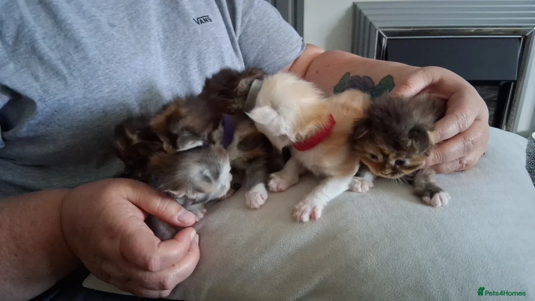 Maine Coon cats for stud: STUNNING SILVER MAINECOON FOR STUD - Advert 10