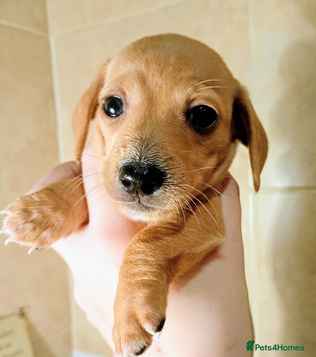 Miniature Dachshund dogs for sale: Miniature Dachshund puppies  - Advert 5