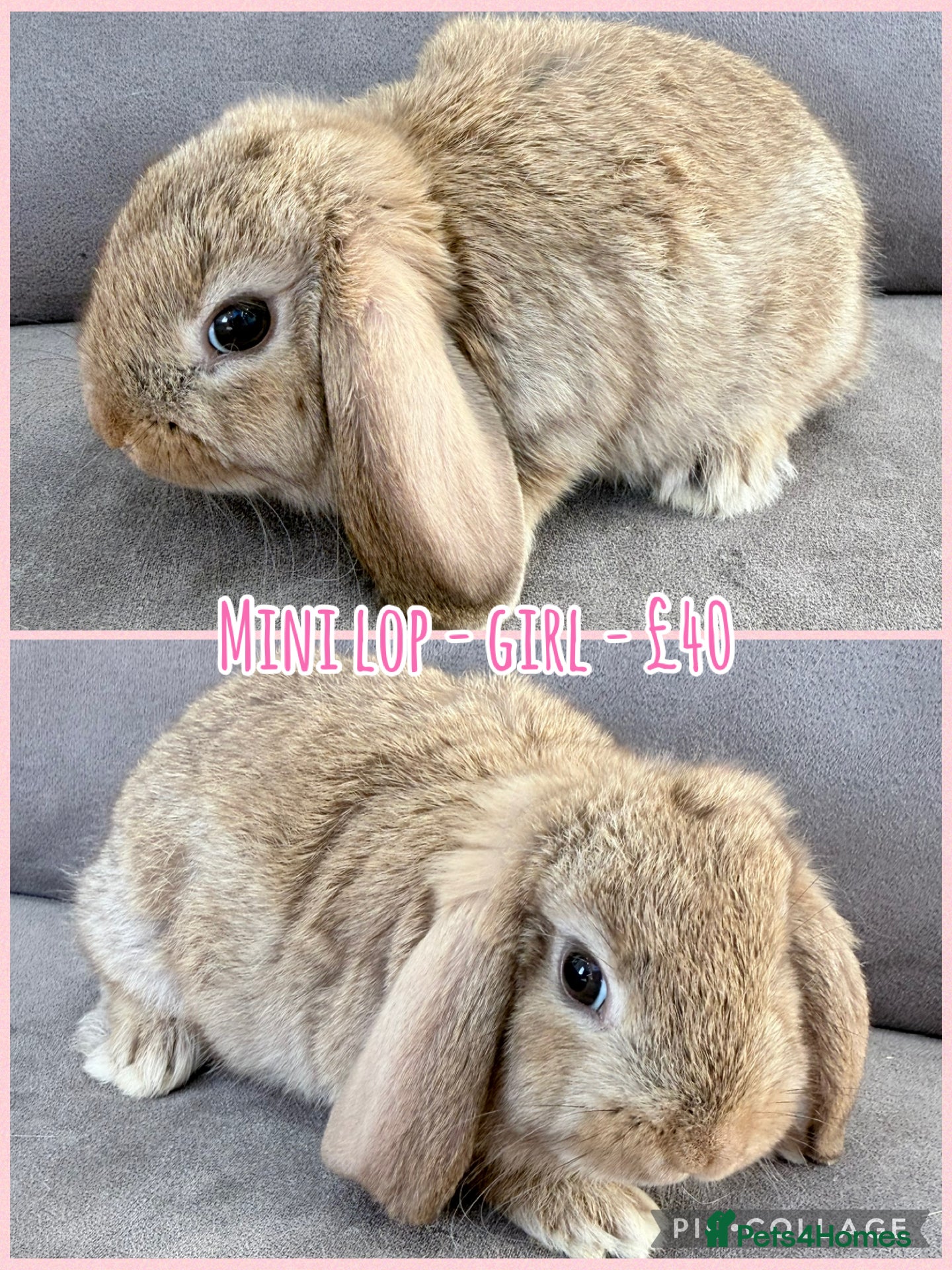 Mini Lop rabbits for sale: Mini Lop Rabbits - Advert 12
