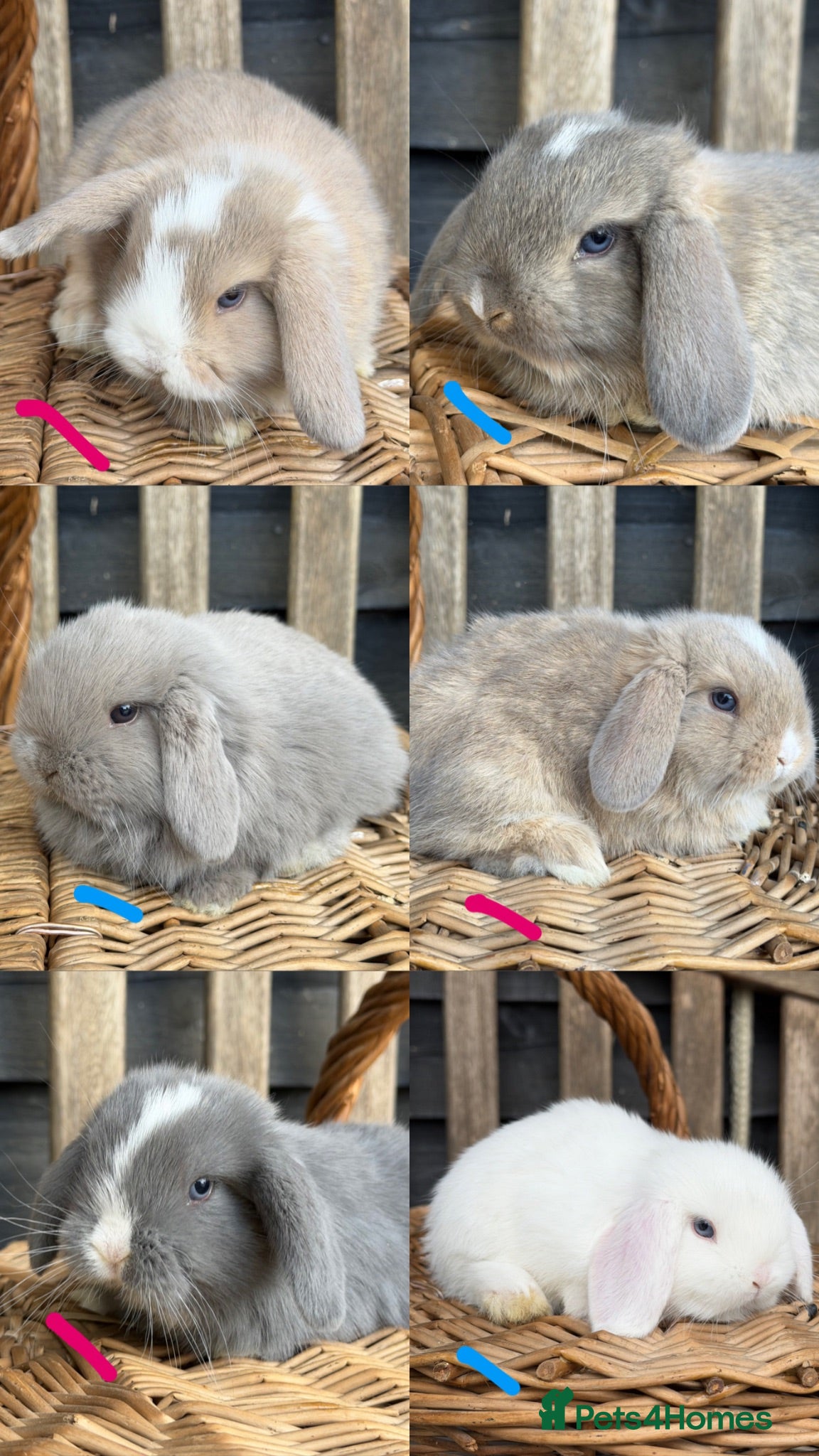 Mini Lop rabbits Pure bred mini lop rabbits  - Advert 1