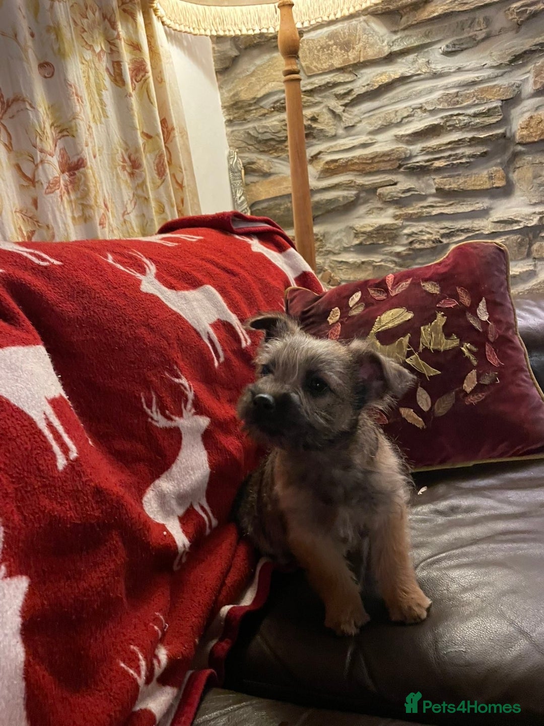 Cairn Terrier dogs for sale: Cairn terrier x Border terrier puppies - Advert 3