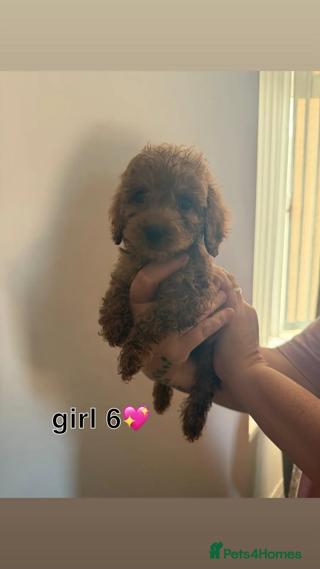 Cavapoo dogs for sale: Cavapoo puppies, ready now! - Advert 16