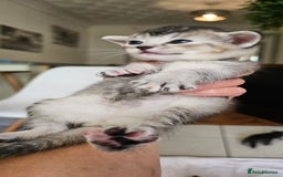 Mixed Breed cats for sale: Abyssinian x Bengal  - Image 15