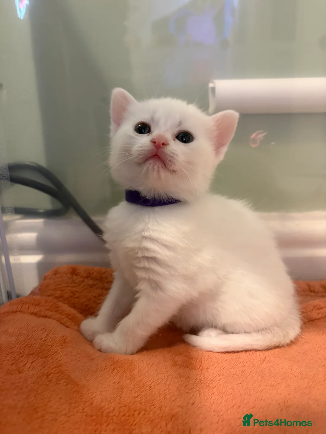 Mixed Breed cats for sale: Full white and black kittens for sale  - Advert 4