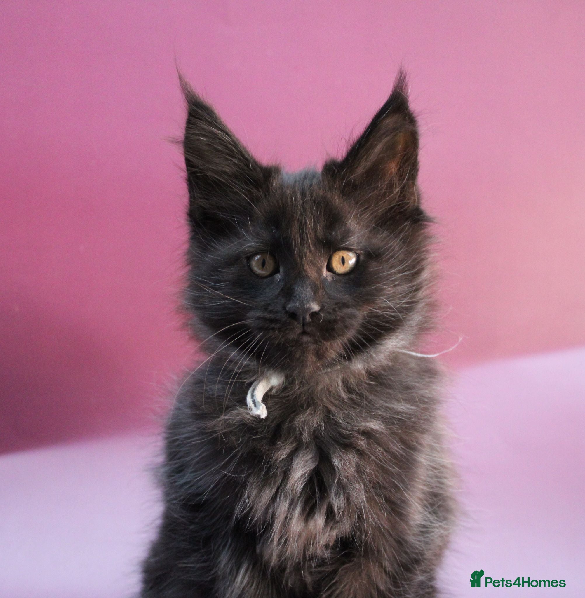 Maine Coon cats 🔥Black & Smoke Maine Coon Kittens🔥 - Advert 2