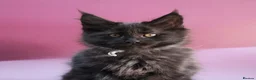 Maine Coon cats for sale: 🔥Black & Smoke Maine Coon Kittens🔥 - Advert 21