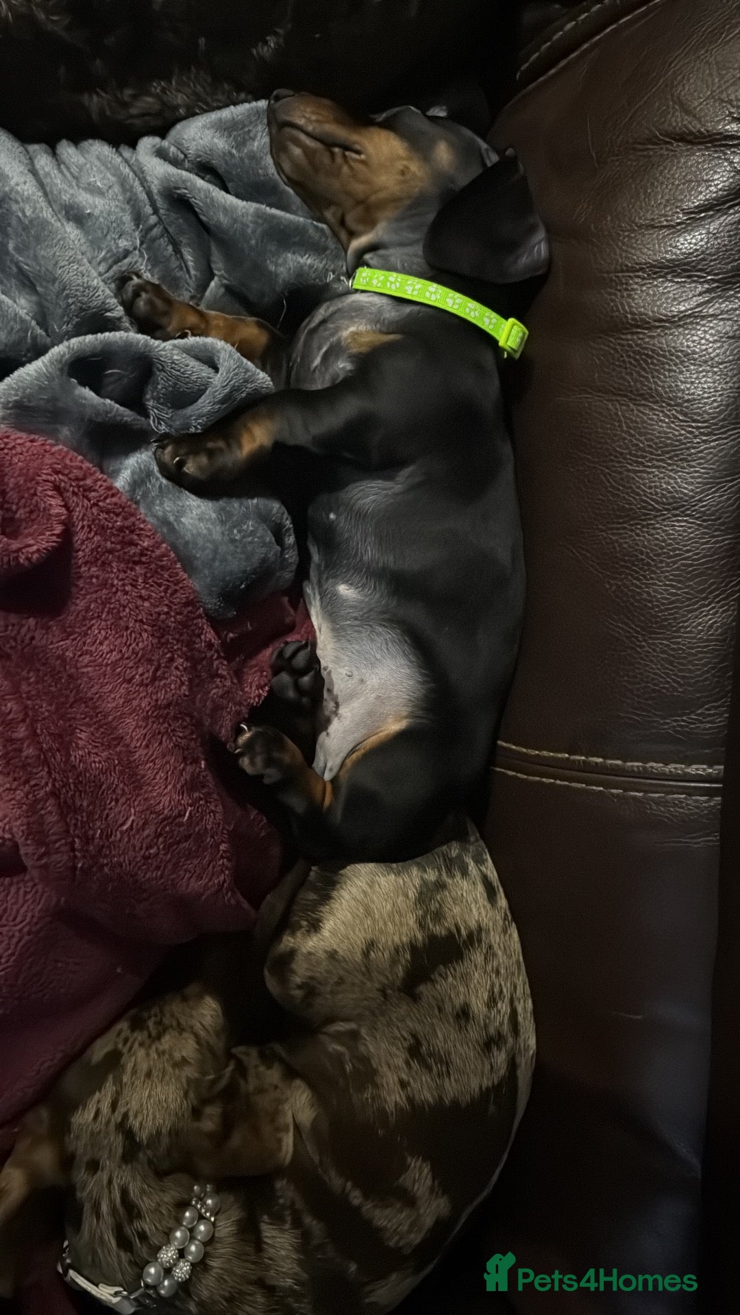 Dachshund dogs for sale: Gorgeous dachshund boy  - Advert 3