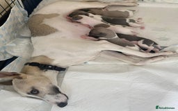 Whippet dogs for sale: Outstanding boys / girls - Image 1