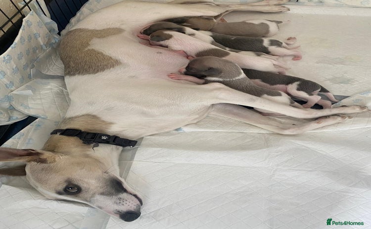 Whippet dogs - Advert 5