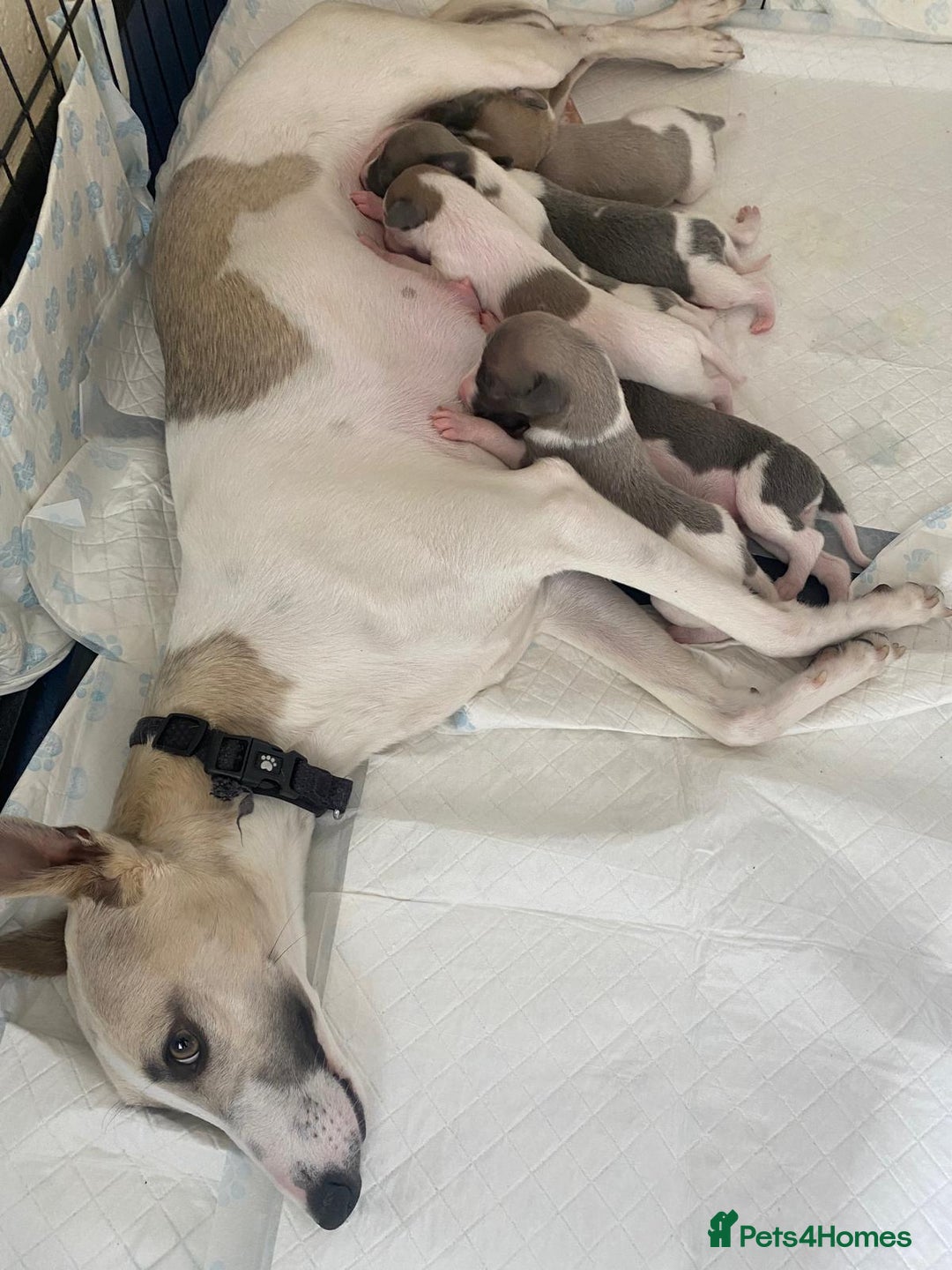 Whippet dogs for sale: Outstanding boys / girls - Image 1
