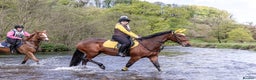 Other Breed horses for sale: Looking for companion home/broodmare - Advert 4