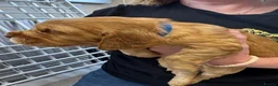 Cocker Spaniel dogs for sale: Cocker spaniel puppies  - Advert 26