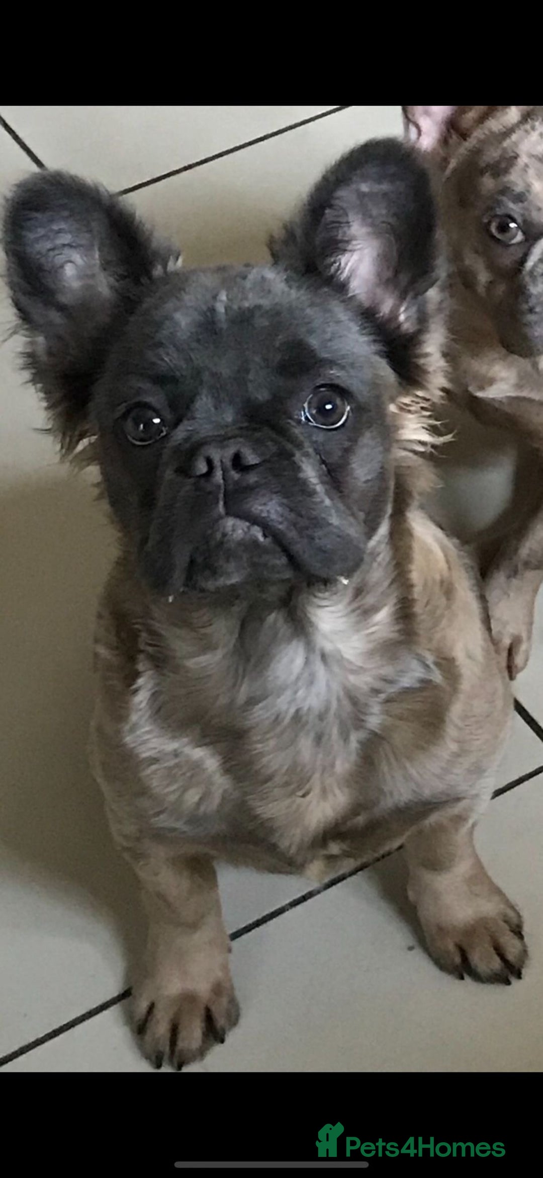 French Bulldog dogs for sale: Full fluffy French bulldogs Pink  - Advert 5