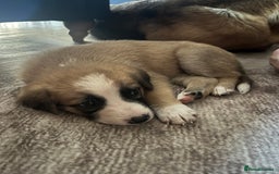 Mixed Breed dogs for sale: Belgian malinois x Anatolian shepherd mix pups 🐶  - Image 15
