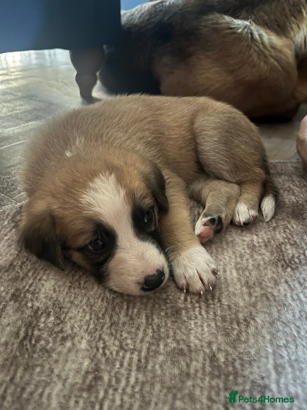 Mixed Breed dogs for sale: Belgian malinois x Anatolian shepherd mix pups 🐶  - Image 15