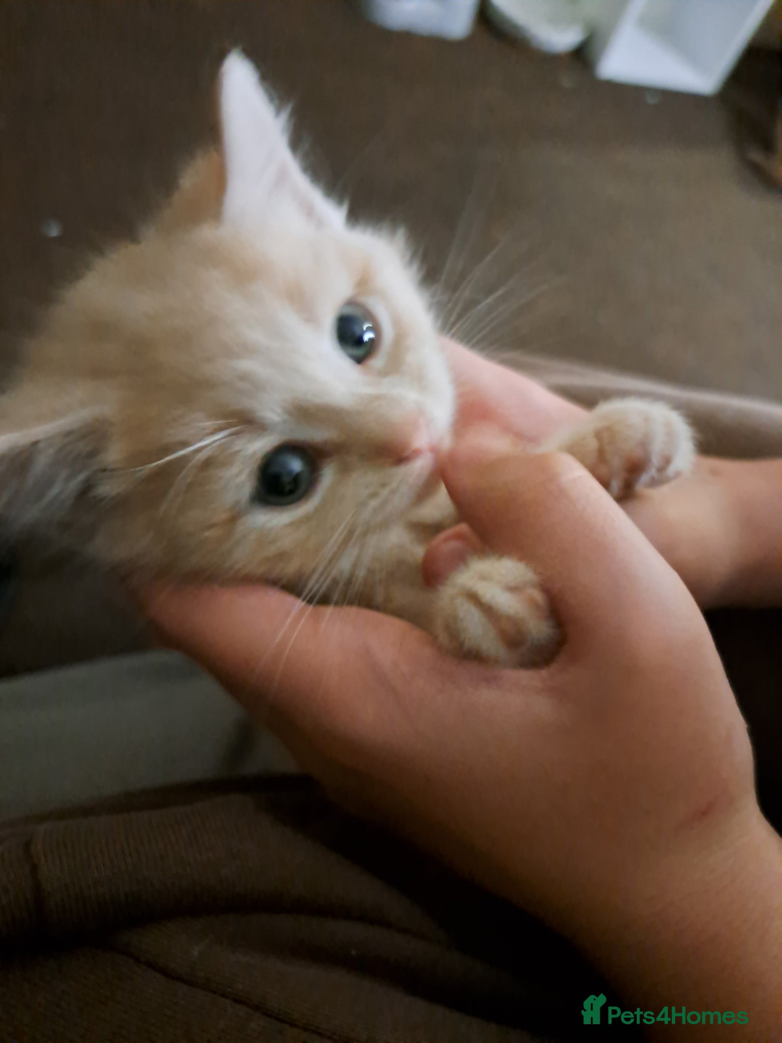 Mixed Breed cats Kittens mix litter read add diffrent prices  - Advert 1