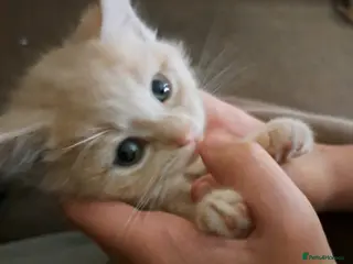 Mixed Breed cats Kittens mix litter read add diffrent prices - Advert 1