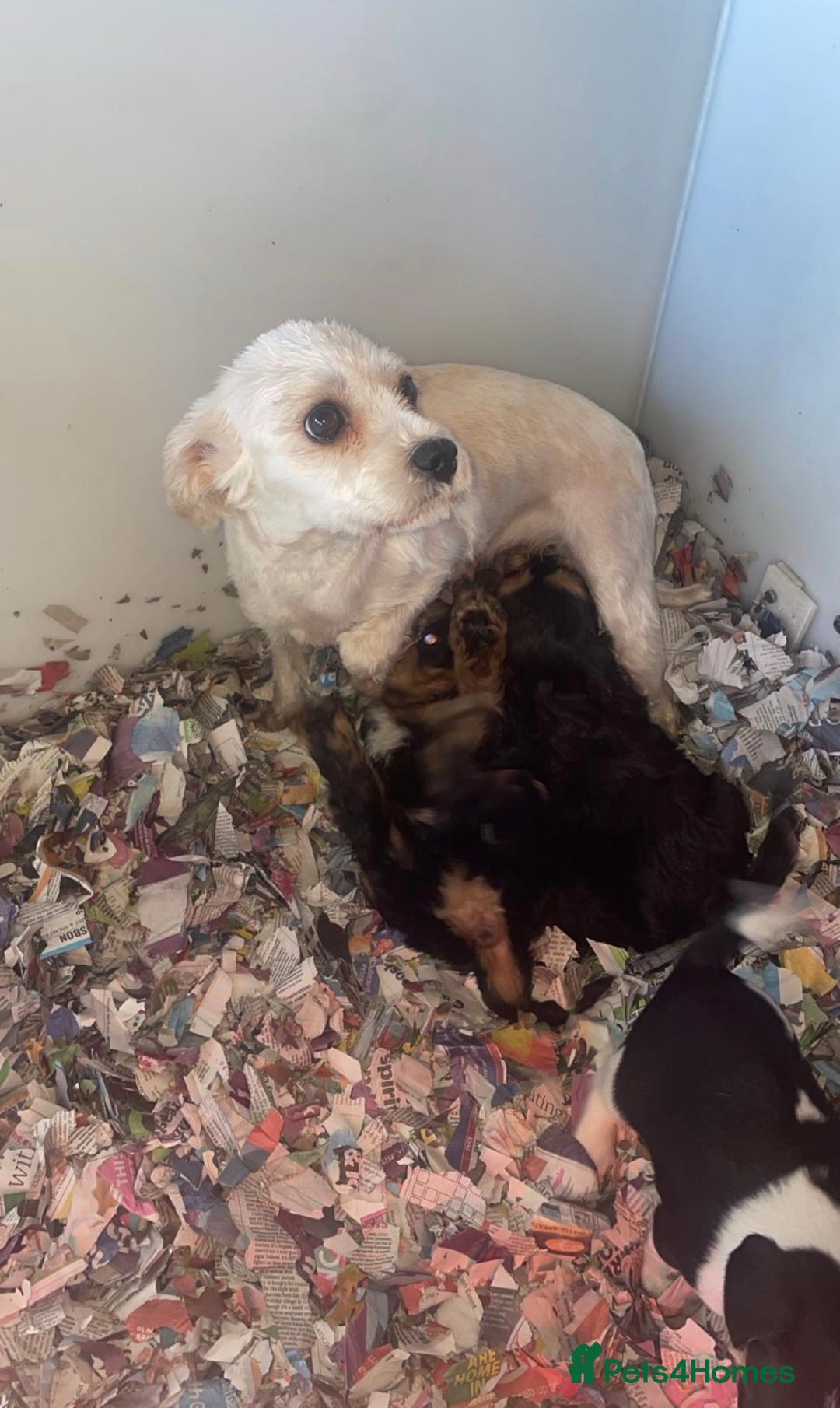 Cavapoo dogs for sale: cavapoo puppy's  - Advert 9