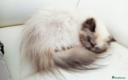 Persian cats for sale: Persian girl rehoming  - Image 11