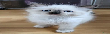 Ragdoll 4