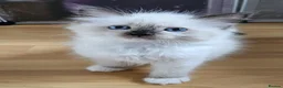 Ragdoll cats for sale: STUNNING GCCF REGISTERED KITTENS  - Advert 8